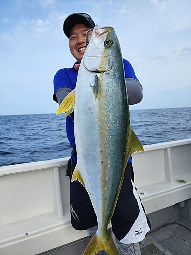 ヒラマサの釣果