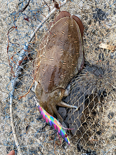 モンゴウイカの釣果