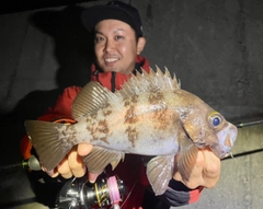 シロメバルの釣果