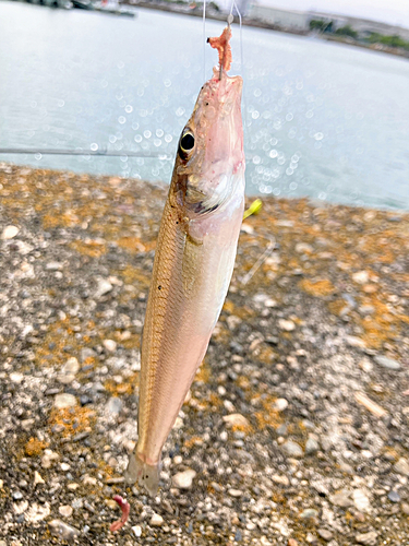 キスの釣果