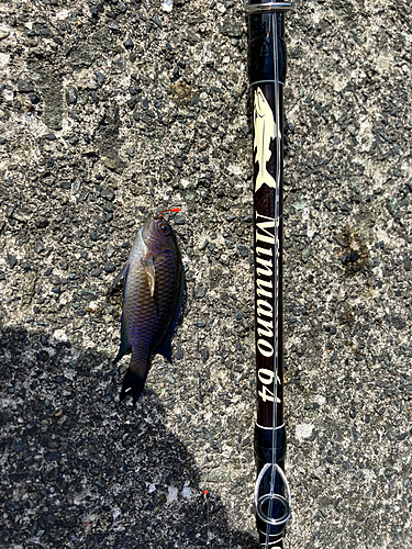 ソラスズメダイの釣果