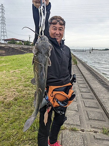 アメリカナマズの釣果