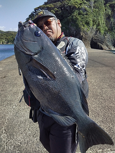 メジナの釣果