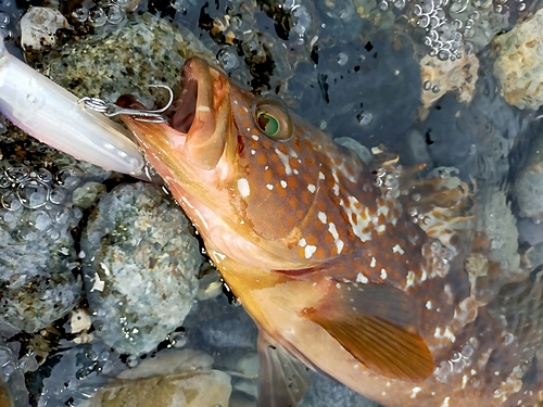 キジハタの釣果