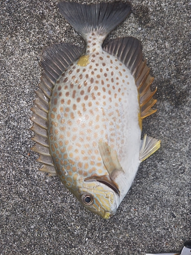 ゴマアイゴの釣果