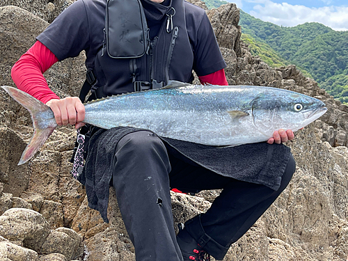 ブリの釣果