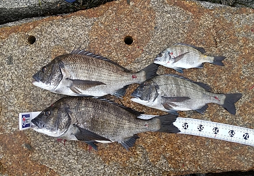 チヌの釣果