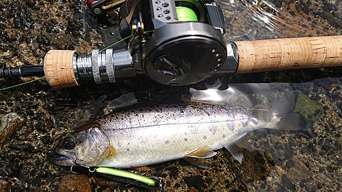 アマゴの釣果