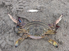 タイワンガザミの釣果