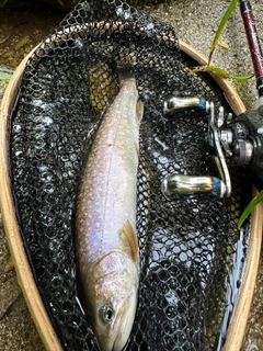 イワナの釣果