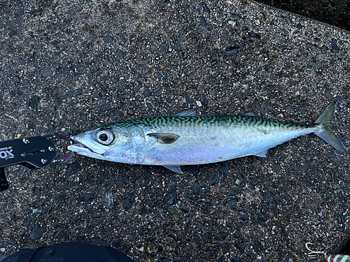 サバの釣果