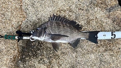 チヌの釣果