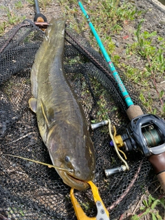 ナマズの釣果