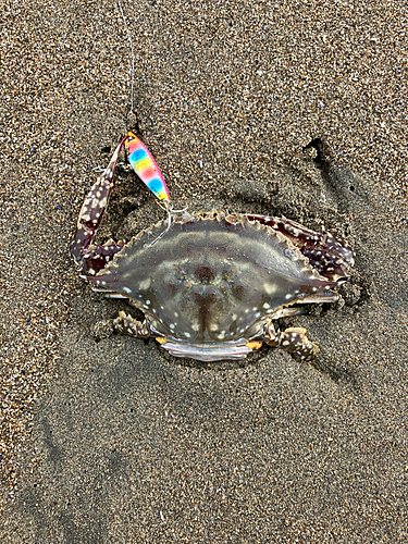 ワタリガニの釣果