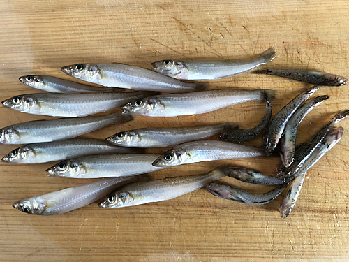 キスの釣果