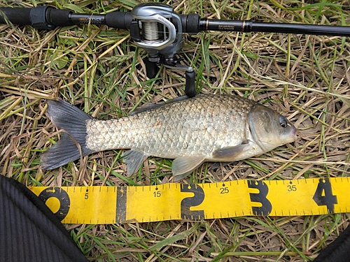 マブナの釣果