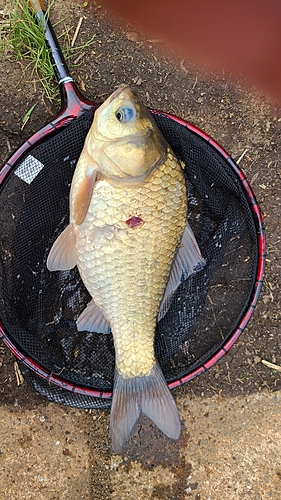 ヘラブナの釣果