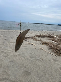 シタビラメの釣果