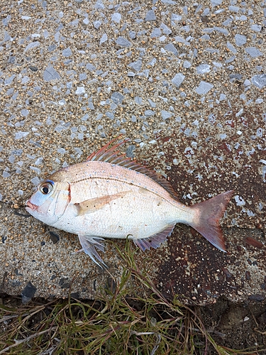 マダイの釣果