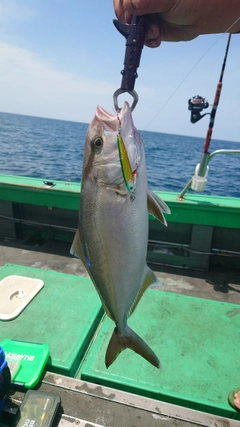 ネリゴの釣果