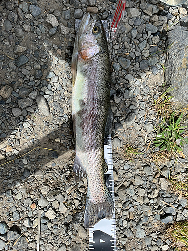 ニジマスの釣果