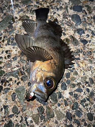 メバルの釣果