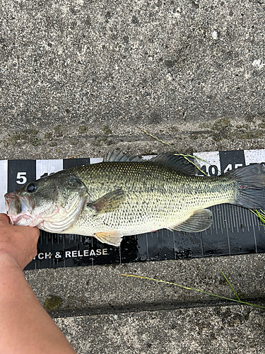 ブラックバスの釣果