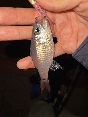 ネンブツダイの釣果