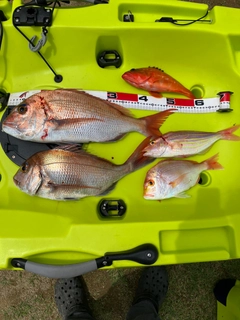 マダイの釣果