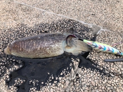 コウイカの釣果