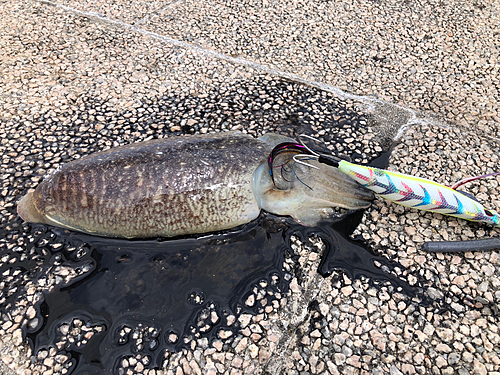 コウイカの釣果