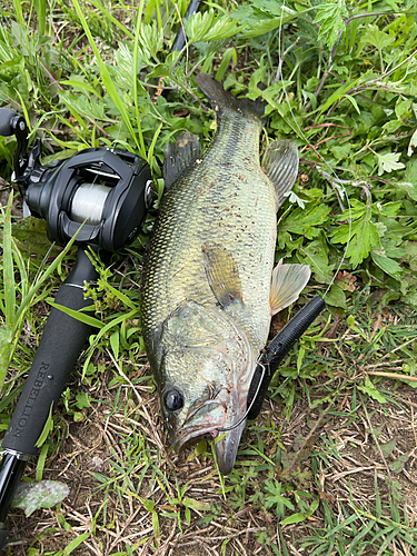 ブラックバスの釣果