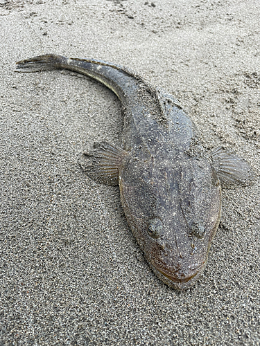 阿武隈川河口で釣れたハゼの釣り・釣果情報 - アングラーズ