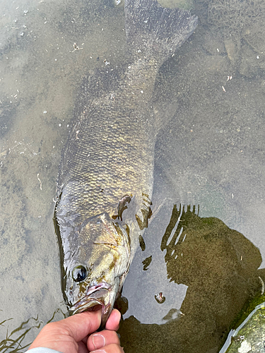 スモールマウスバスの釣果