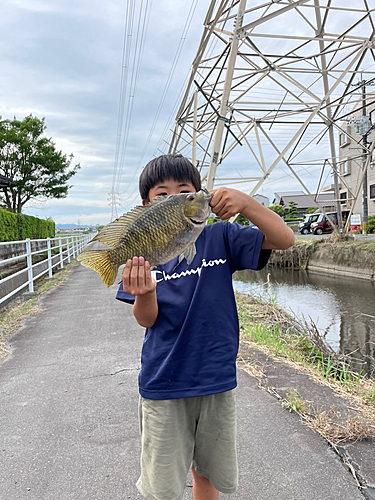 ティラピアの釣果