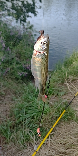 オイカワの釣果