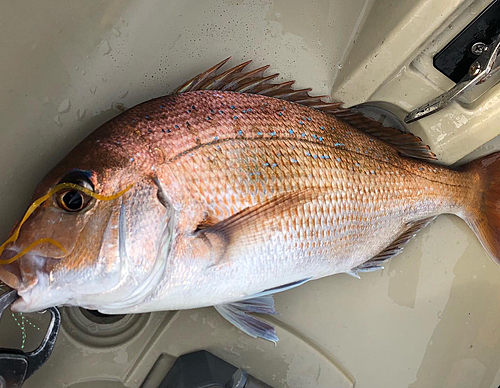 マダイの釣果