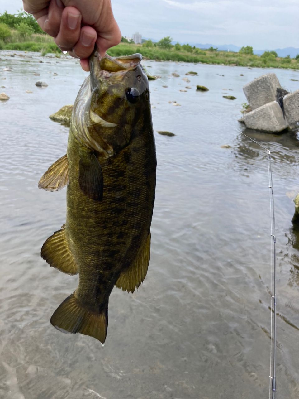スモールマウスバス