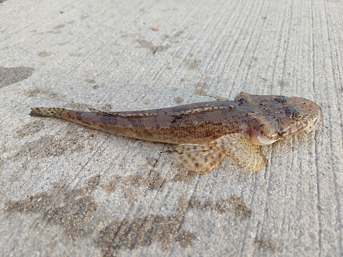 コチの釣果