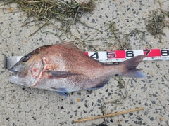 マダイの釣果