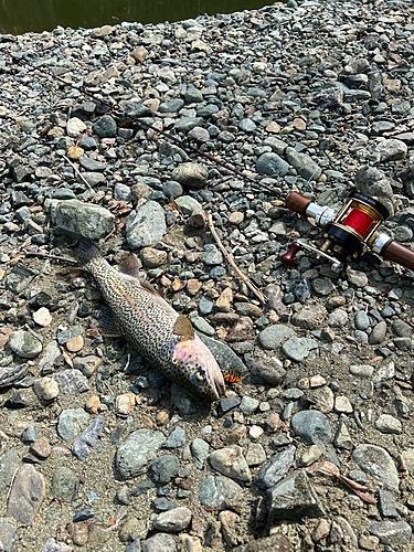 レインボートラウトの釣果