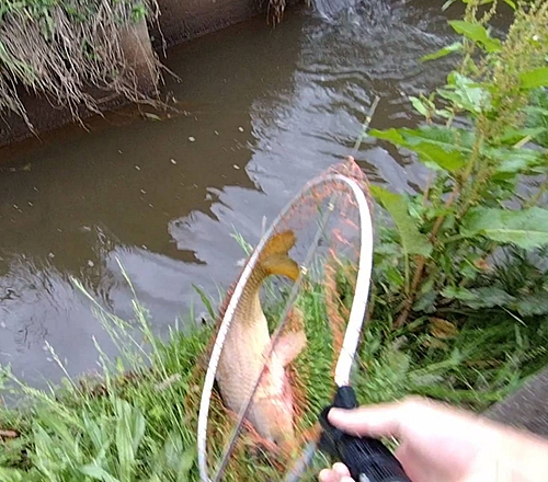 ノゴイの釣果