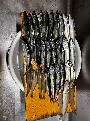 サバの釣果