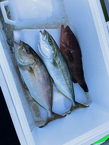 ショゴの釣果