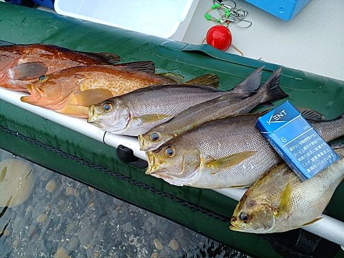 イサキの釣果