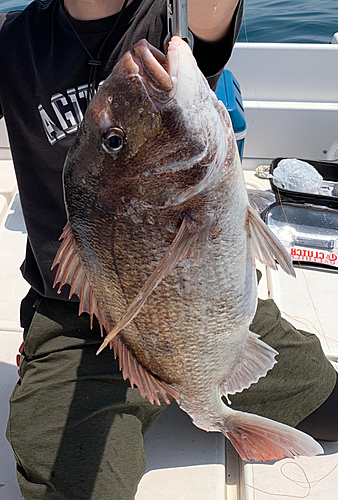 マダイの釣果