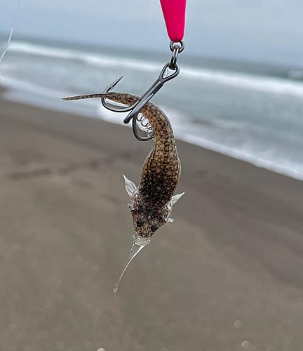 マゴチの釣果