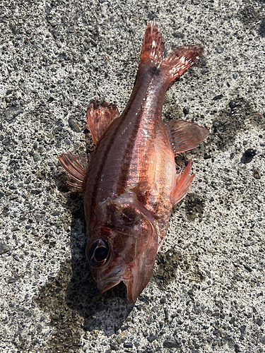 オオスジイシモチの釣果