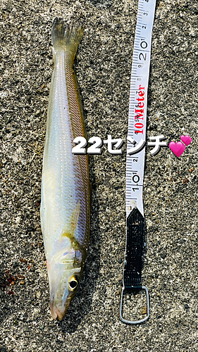 キスの釣果