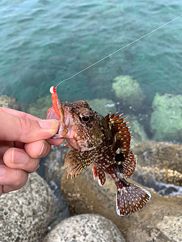 アラカブの釣果